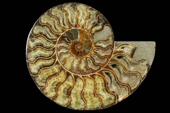 Cut & Polished Ammonite Fossil (Half) - Madagascar #149600